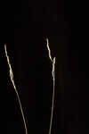 Bluejoint panicgrass